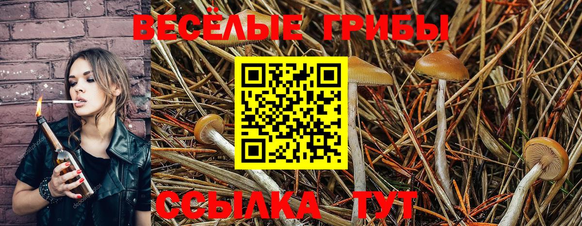 Галлюциногенные грибы MAGIC MUSHROOMS  Вход с VPN  Дербент 